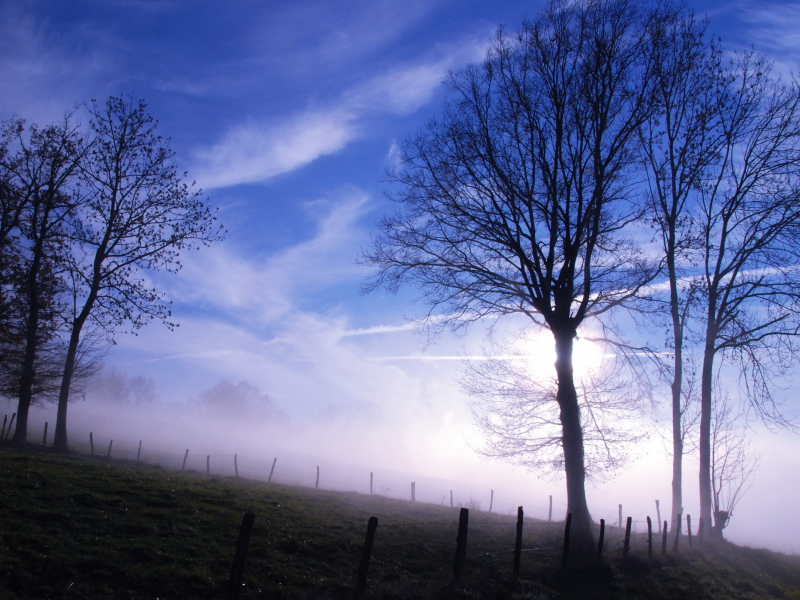 утро, деревья, туман, небо