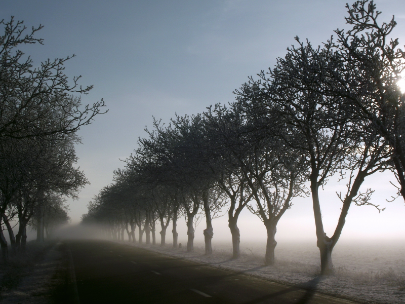 утро, деревья, дорога, туман