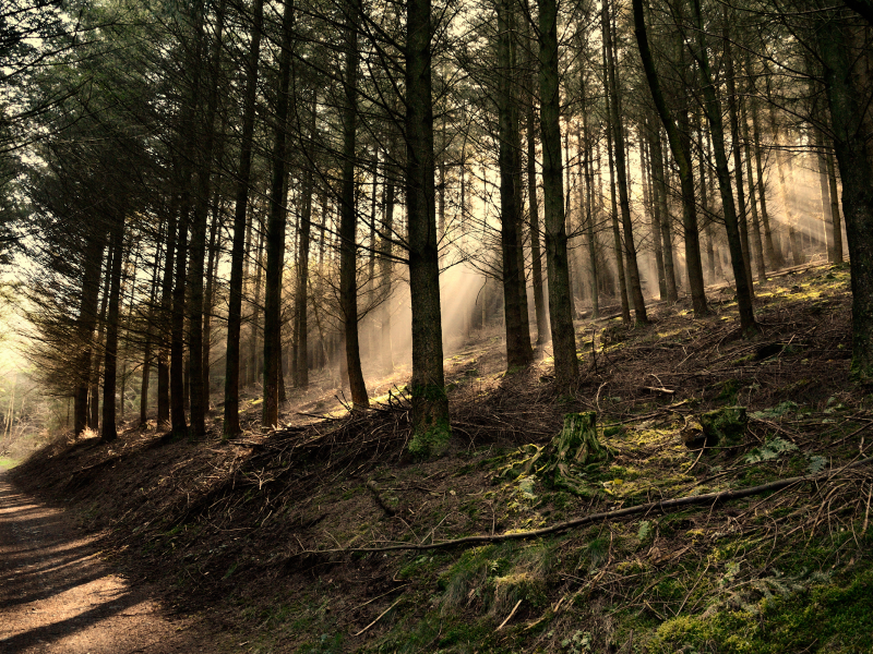 деревья, лес, shaftwoods, forest, belgium, green, свет, сосны, brown, dark green