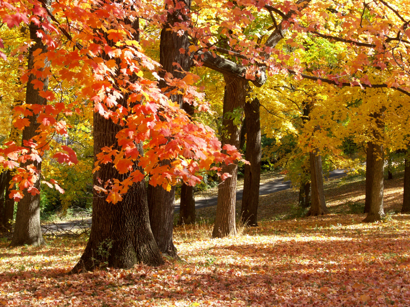 november in missouri, осень, парк