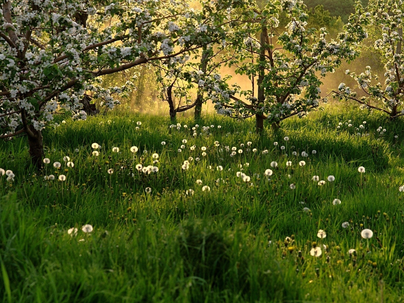 цветение, весна, трава, деревья, одуванчики