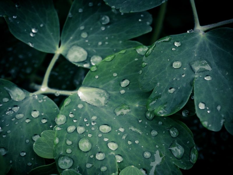 макро, капли, leaves, 2560x1600, вода, листки, water drops, macro