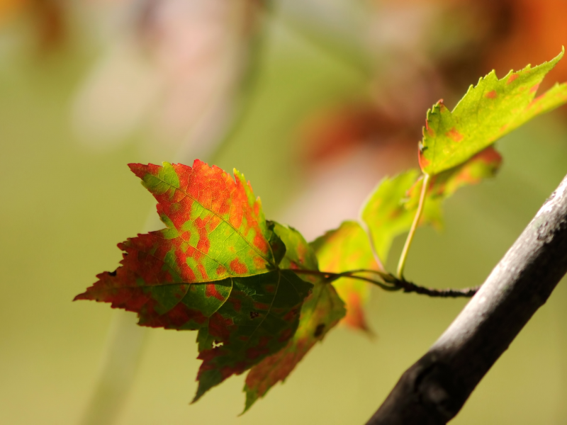листья, боке, осень, веточка