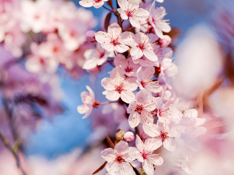cherry blossoms, макро, весна