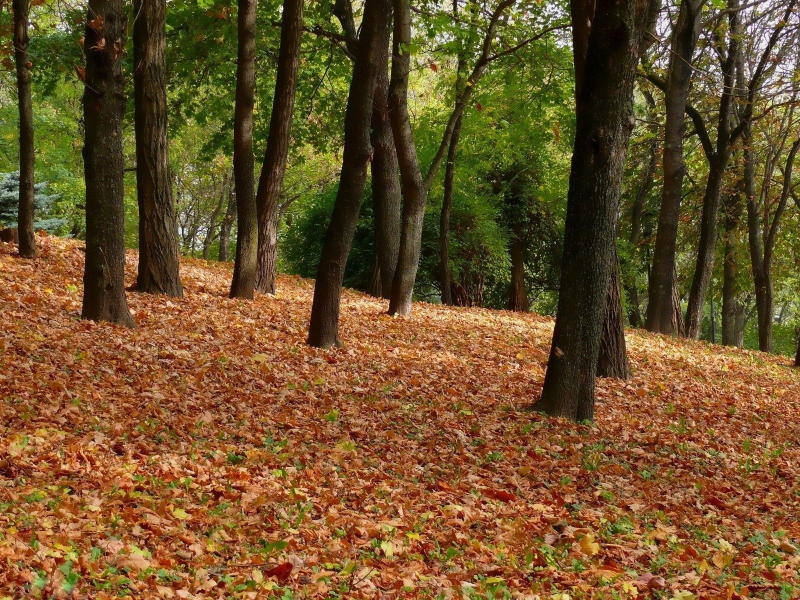 листва, листья, осень, лес, пейзаж, природа, деревья, парк