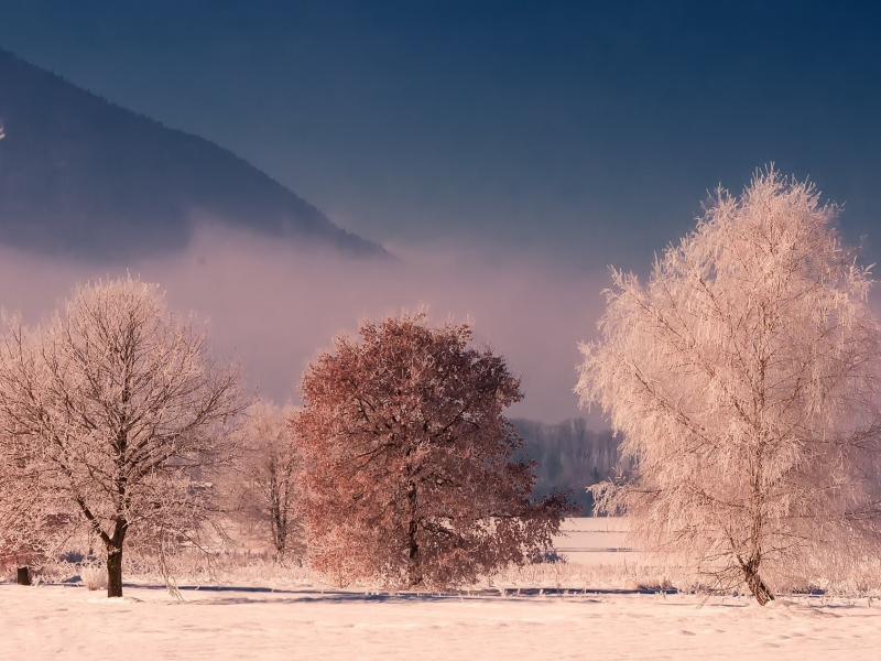 снег, природа, лес, wood, snow, крона, пейзаж, иней, nature, дерево, зима, winter, деревья