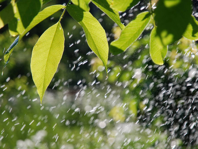 дождь, мокрые, на ветке, листья, зелень