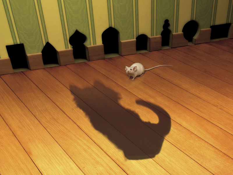 кот, тень, мышь