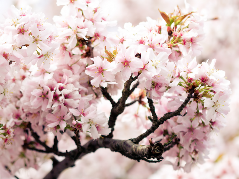 розовый, цветки, cherry branch, черешня, ветка, вишня, весна