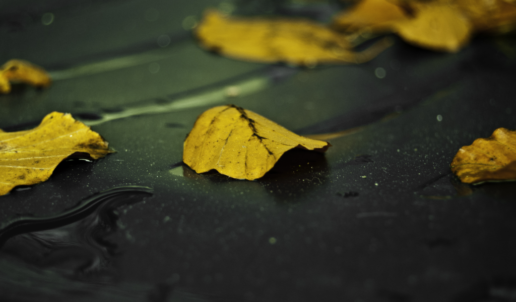 асфальт, мокрый, желтый, осень, лист, листья, дождь
