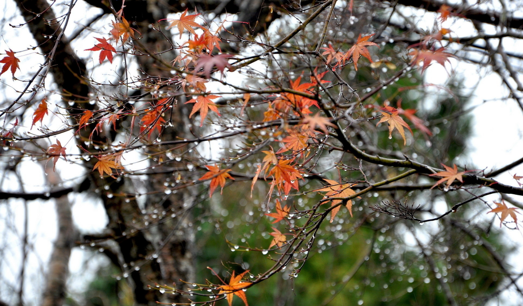 капли, листья, дерево, осень