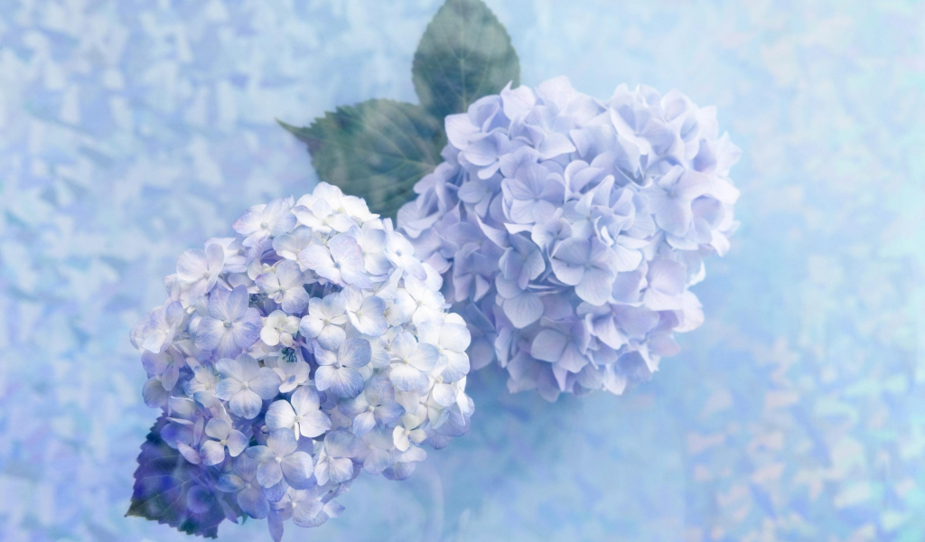цветы, нежно, голубые