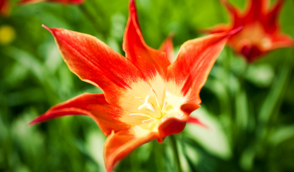 тюльпан, tulip, яркий, tulips, тюльпаны, цветок, цветы, красный, весна