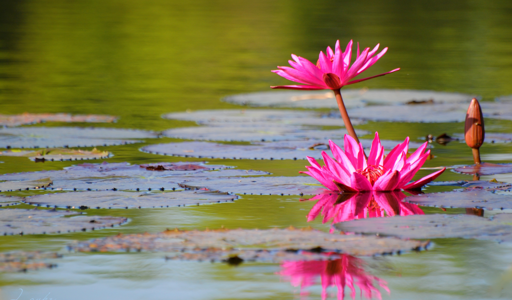 пруд, розовая, природа, озеро, лилия