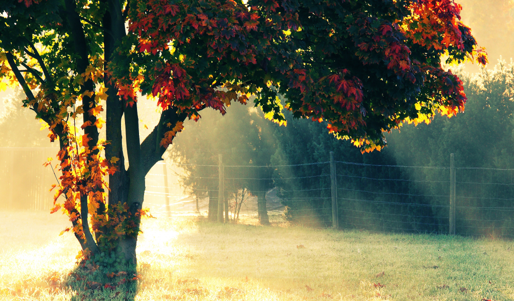 изгородь, природа, солнечный свет, осень, дерево