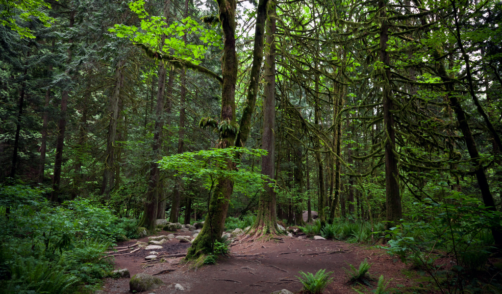 деревья, линн каньон, ванкувер, лес, vancouver, lynn canyon