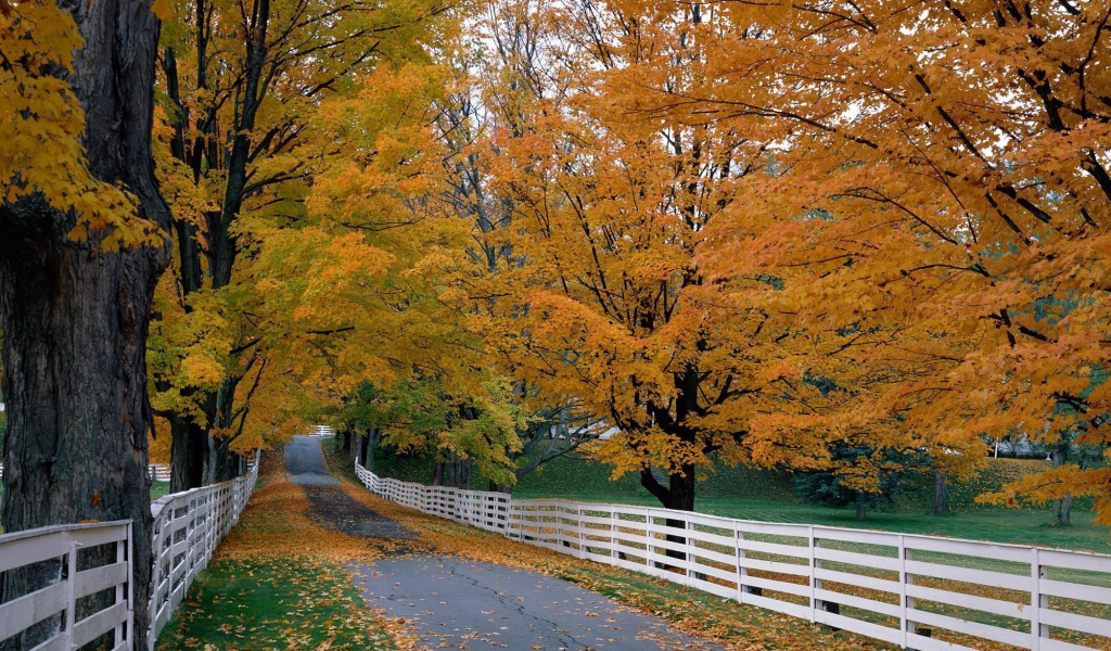 забор, деревья, дорога, листва, осень