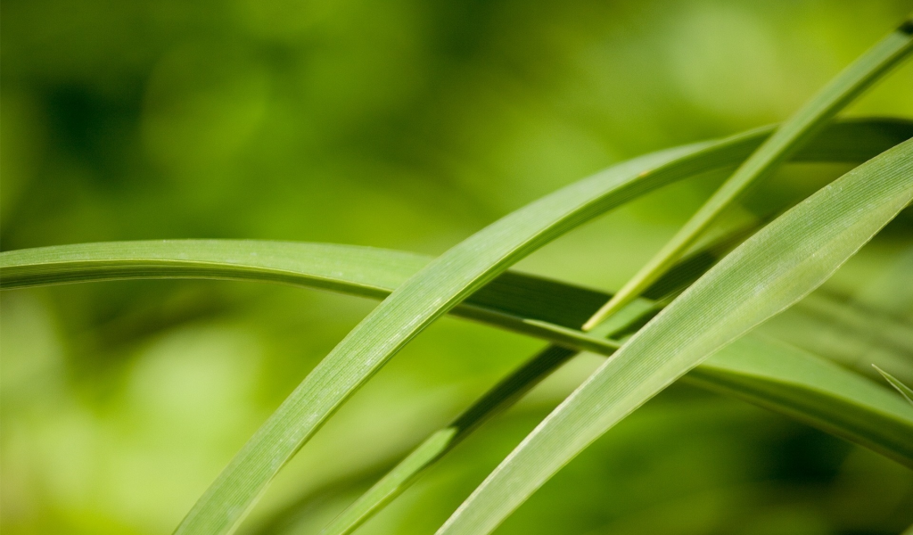 трава, зелень, кусты, macro, травинки, nature