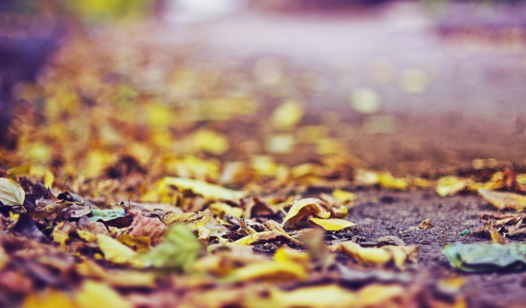 осень, листья, асфальт