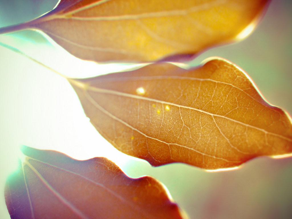 листья, свет, макро, осень