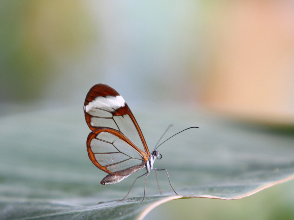 бабочка, прозрачность, метелик