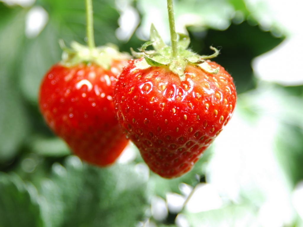 ягоды, 2560x1600, клубника, macro, vitamines, макро, фрукты, fruits, strawberry, витамины, berries