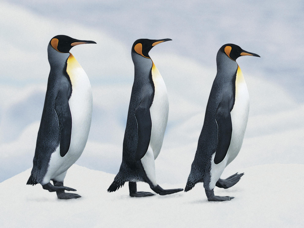 пингвины, императорские, снег, шагают