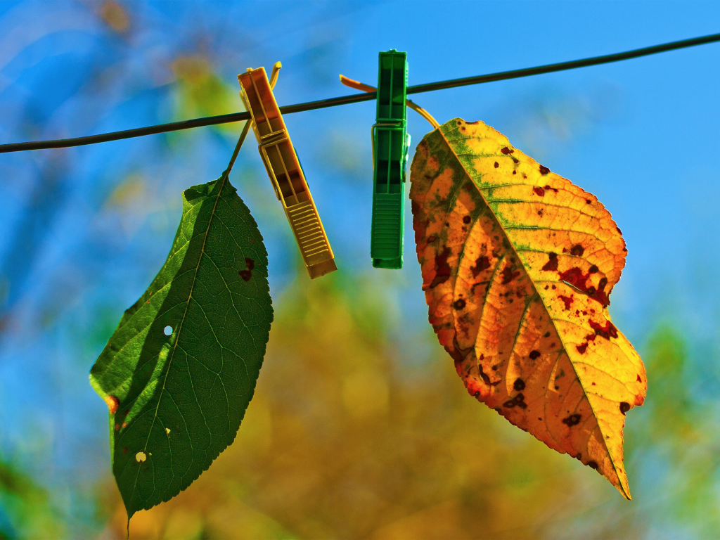 два, autumn fades, лстики