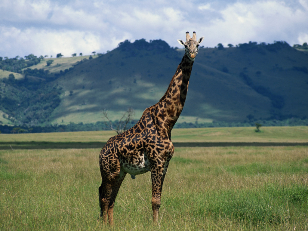 природа, жираф, шея, giraffe