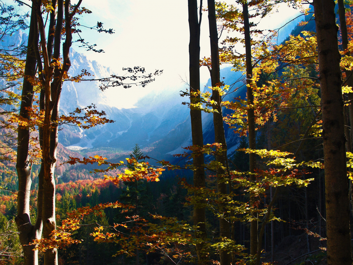 лес, природа, осень, горы