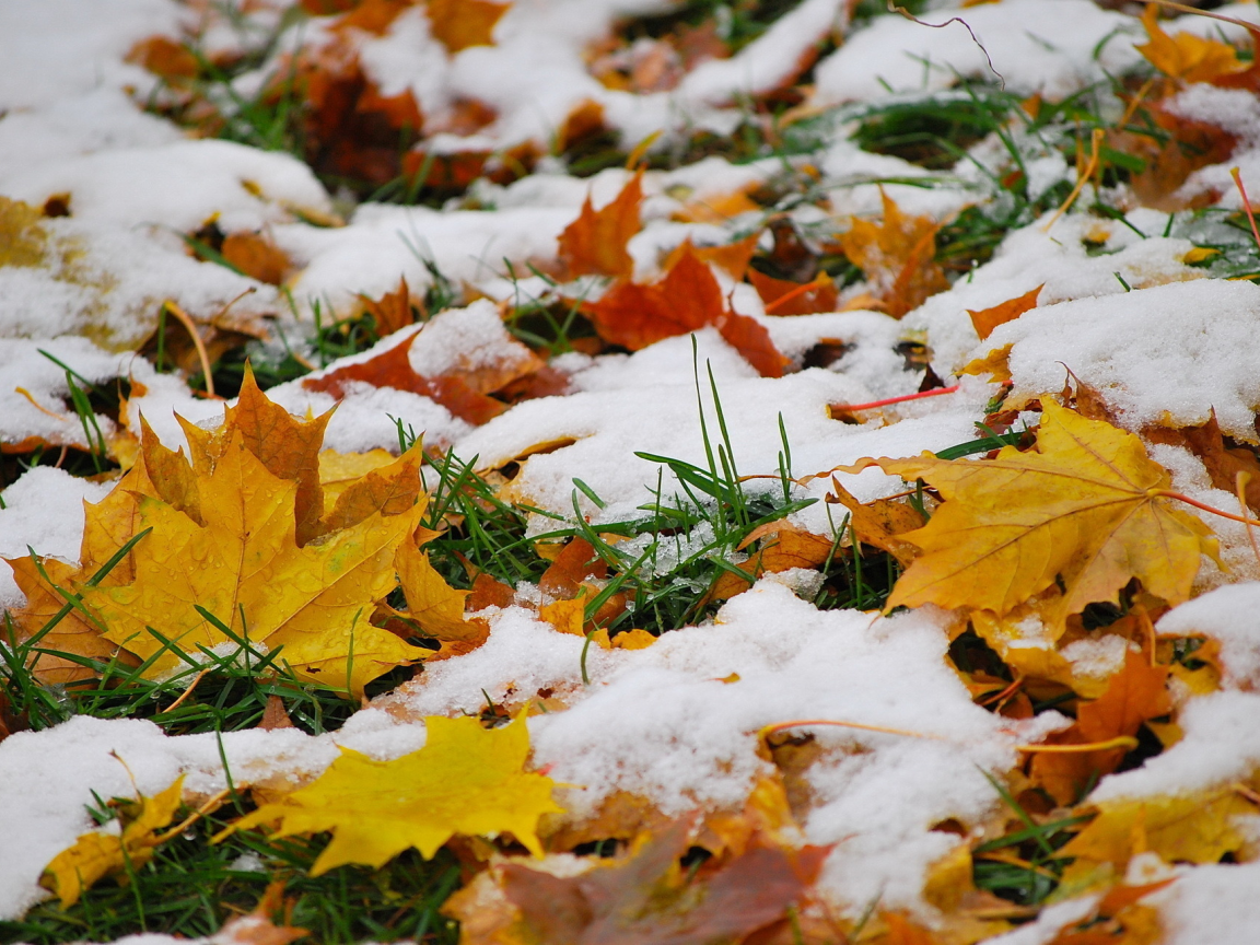 осень, природа, снег, листья