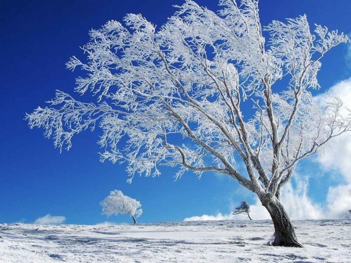 иней, зима, снег, деревья, природа