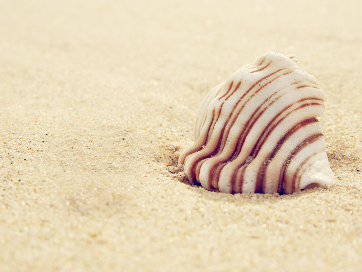 макро, shell, песок, 2560x1600, macro, ракушка, sand