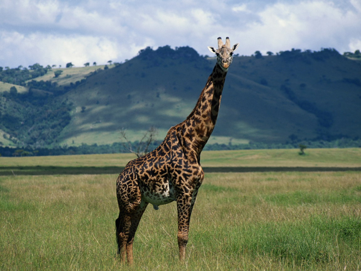 природа, жираф, шея, giraffe