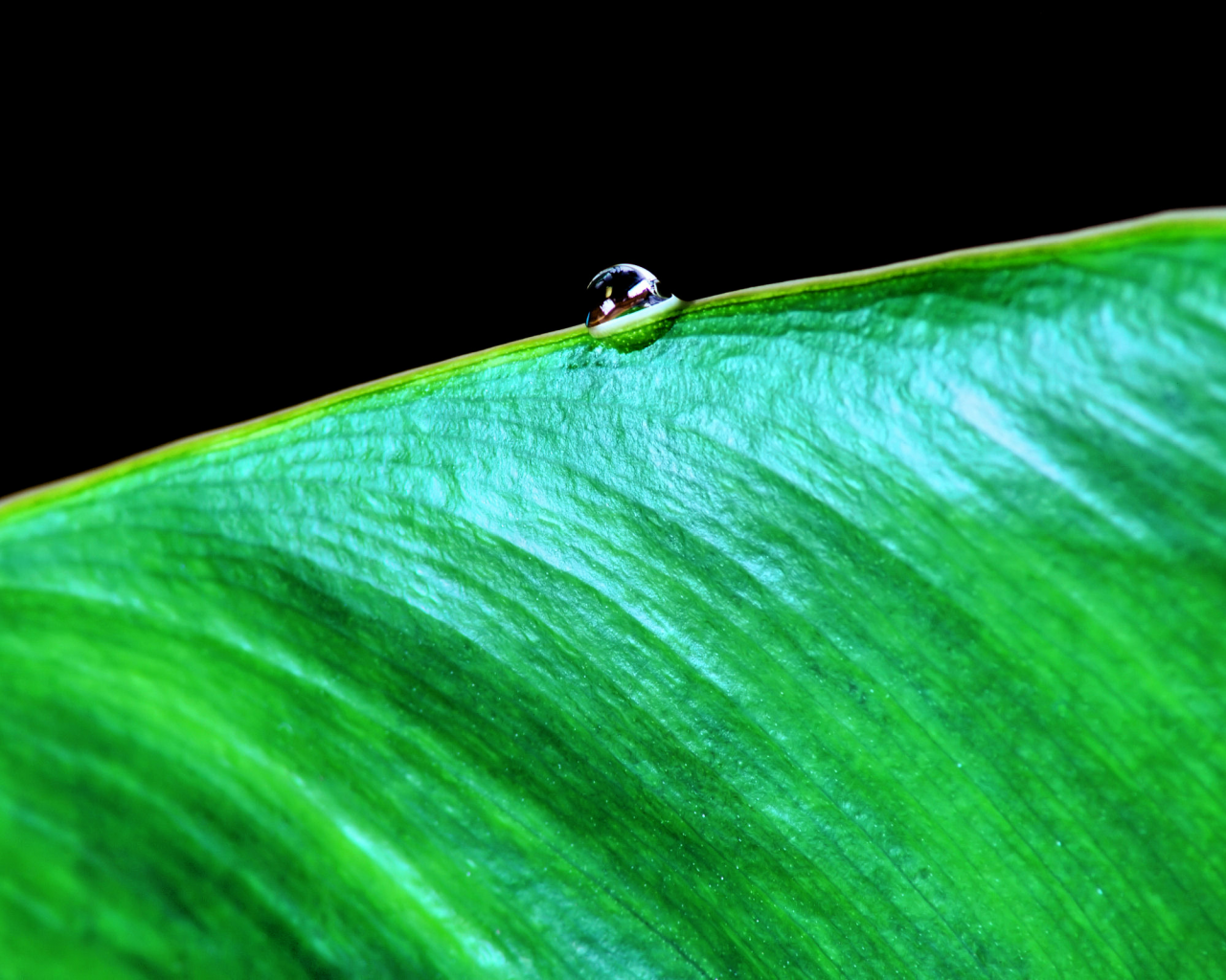 2560x1600, свет, фокус, природа, капля воды, макро, focus, macro, water drop, light, leaf, nature, лист