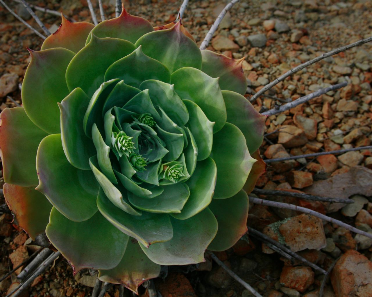 green, камни, flower, цветок, ветки, stones, галька, макро, зелёный, hd wallpapers