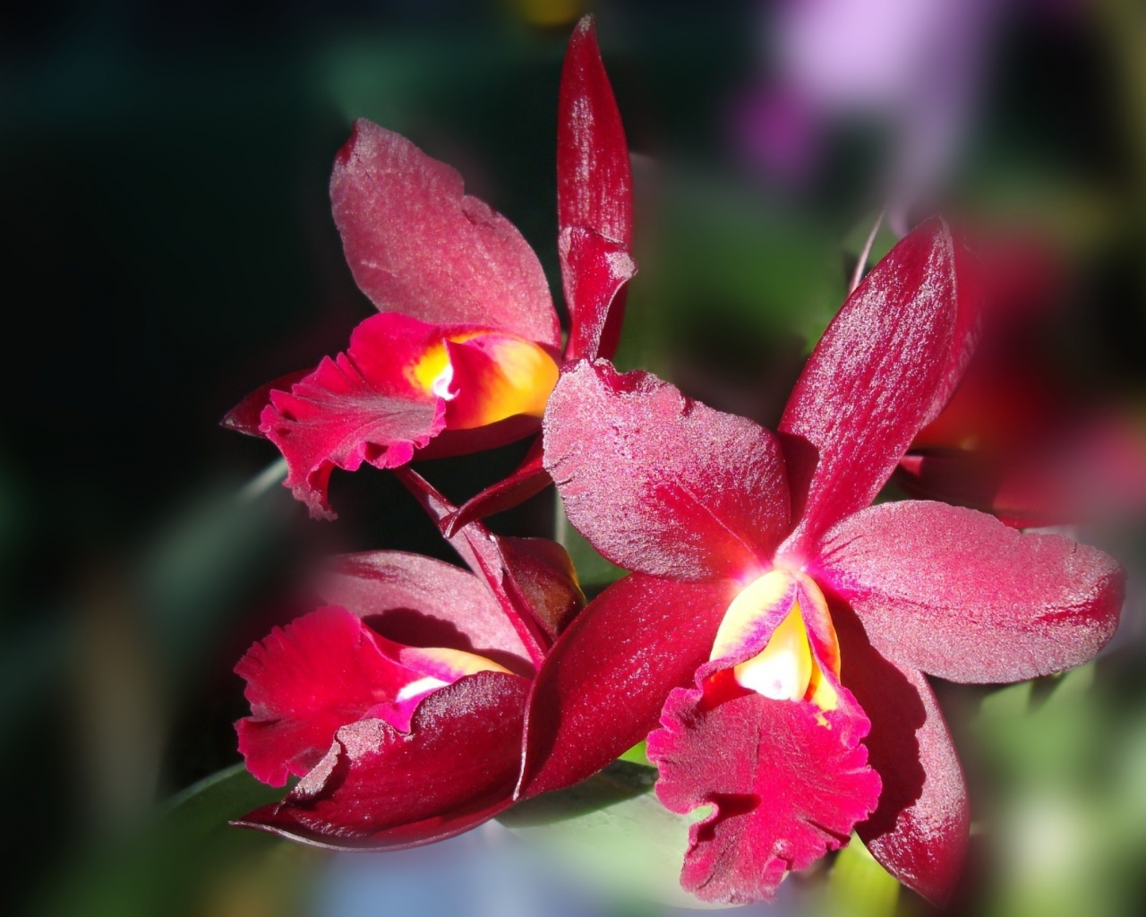 цветы, orchid, forest, макро, тёмно-красная, flowers, beautiful nature wallpapers, лес, american orchid society, красота, dark red, орхидея