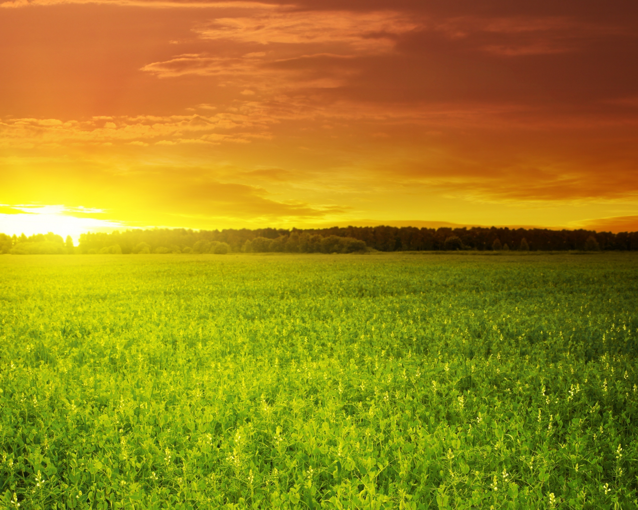 поле, green field, зелёное, красивый, солнце, облака, закат, небо