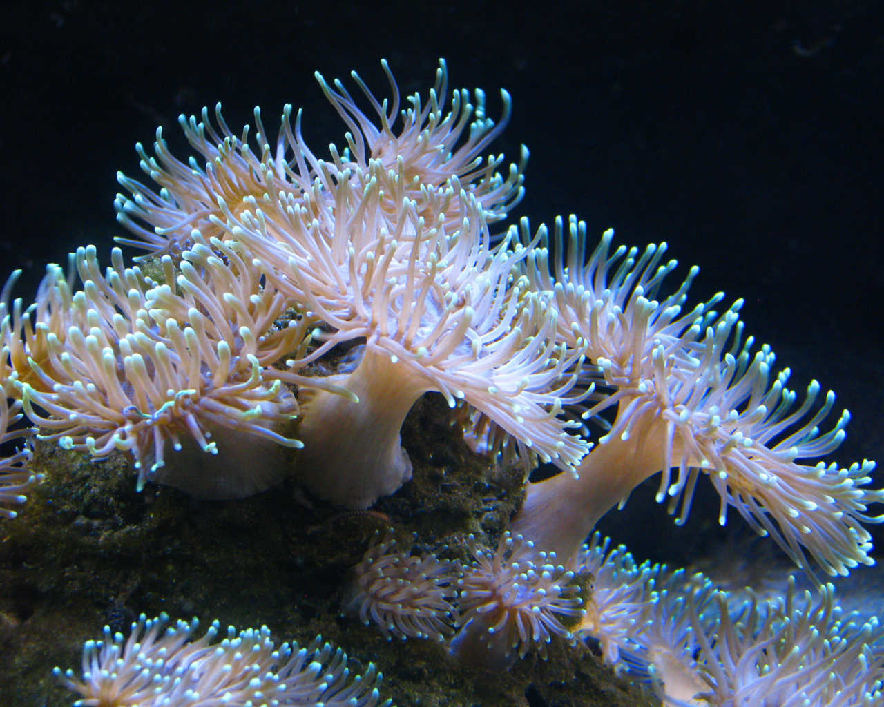 актинии, ночь, огоньки, кораллы