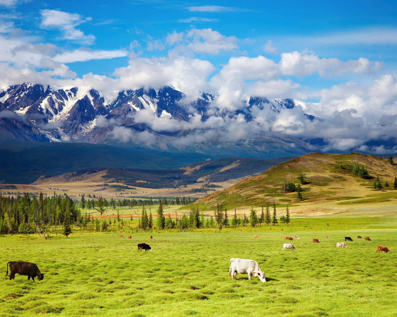 highlands, пастбище, green valley, крупнорогатый, пейзаж, долина, природа, животные, cattle, красота, скот, горы