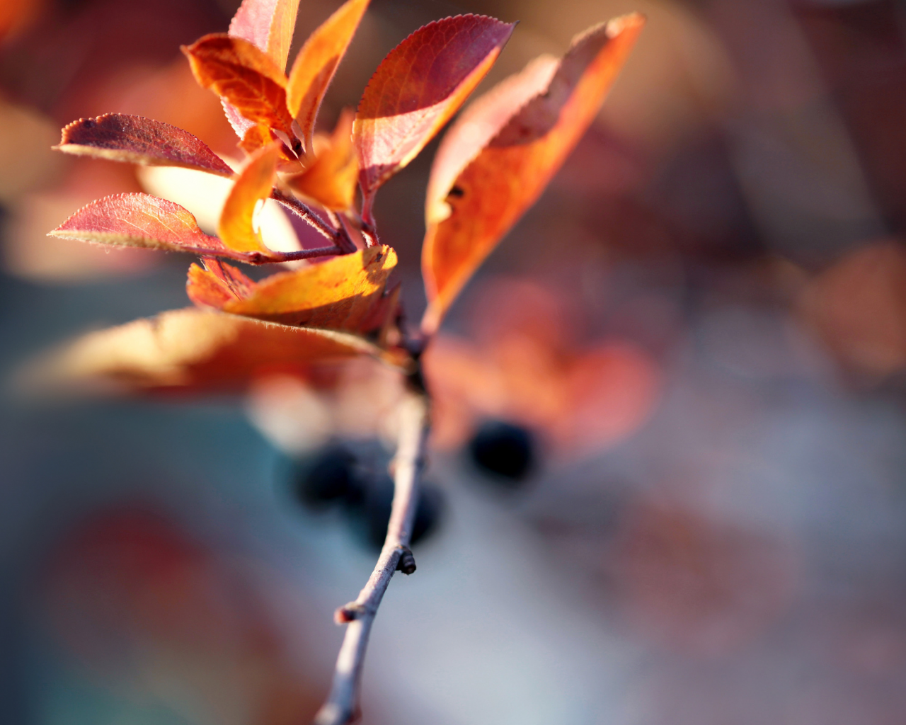 autumn blur, веточька, осень