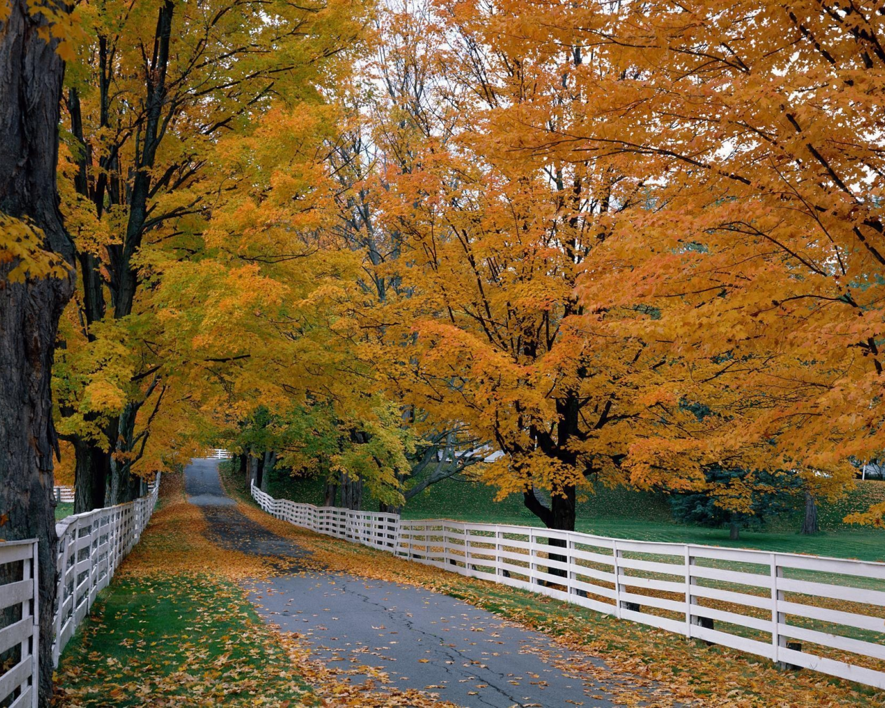 забор, деревья, дорога, листва, осень
