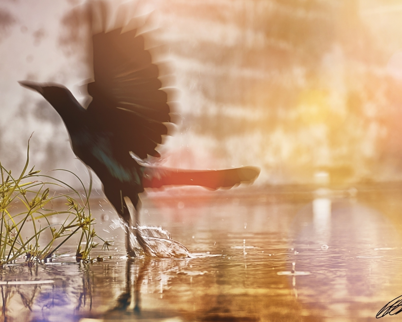 вода, трава, bird, птичка, солнце, крылья, брызги