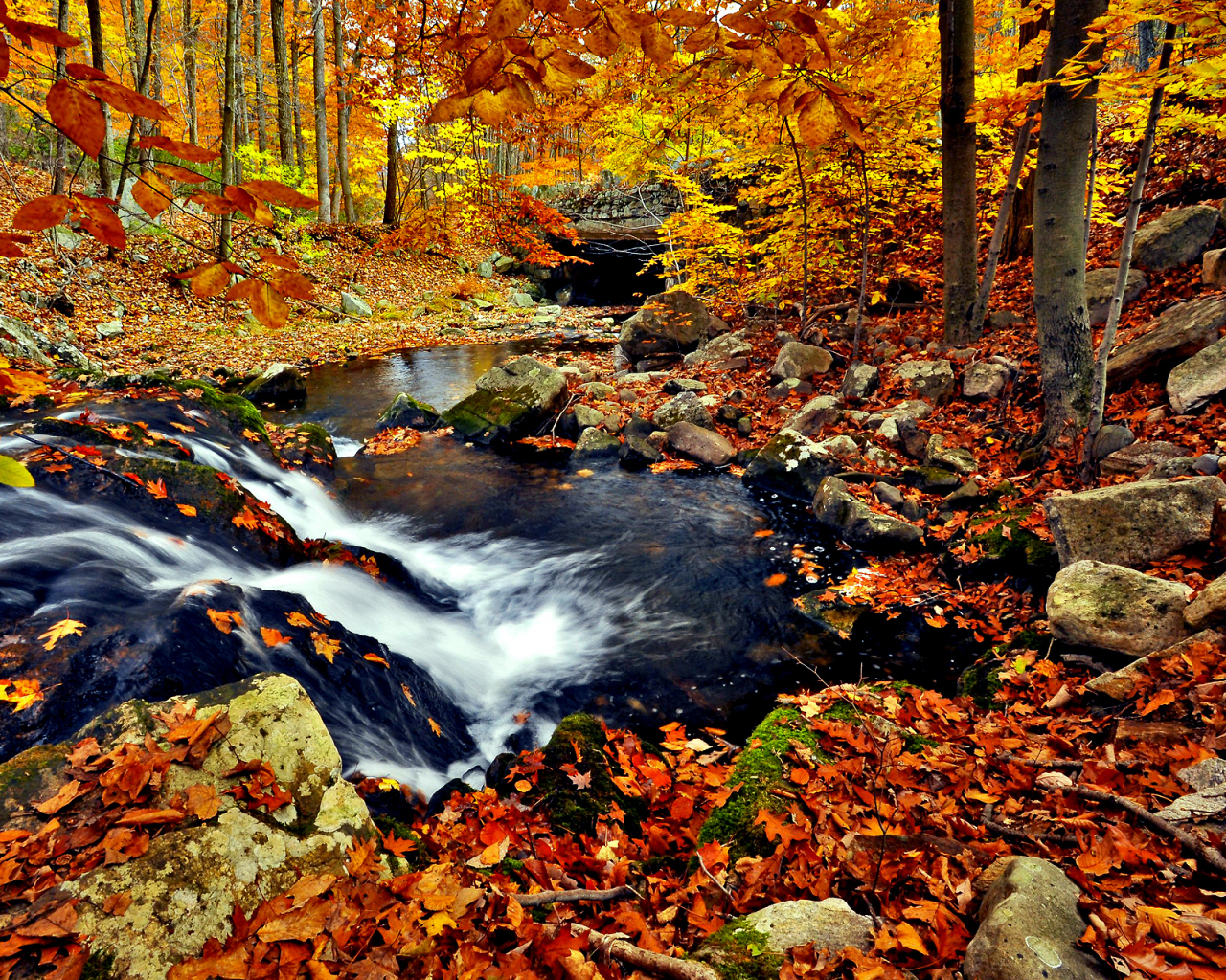 ручей, листва, река, осень, природа