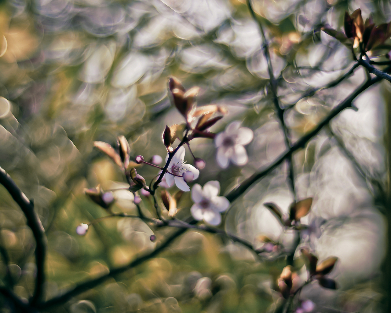 боке, 1920x1080, весна, branches, bokeh, краски, ветки, spring, nature, цветы, colors, flowers, природа