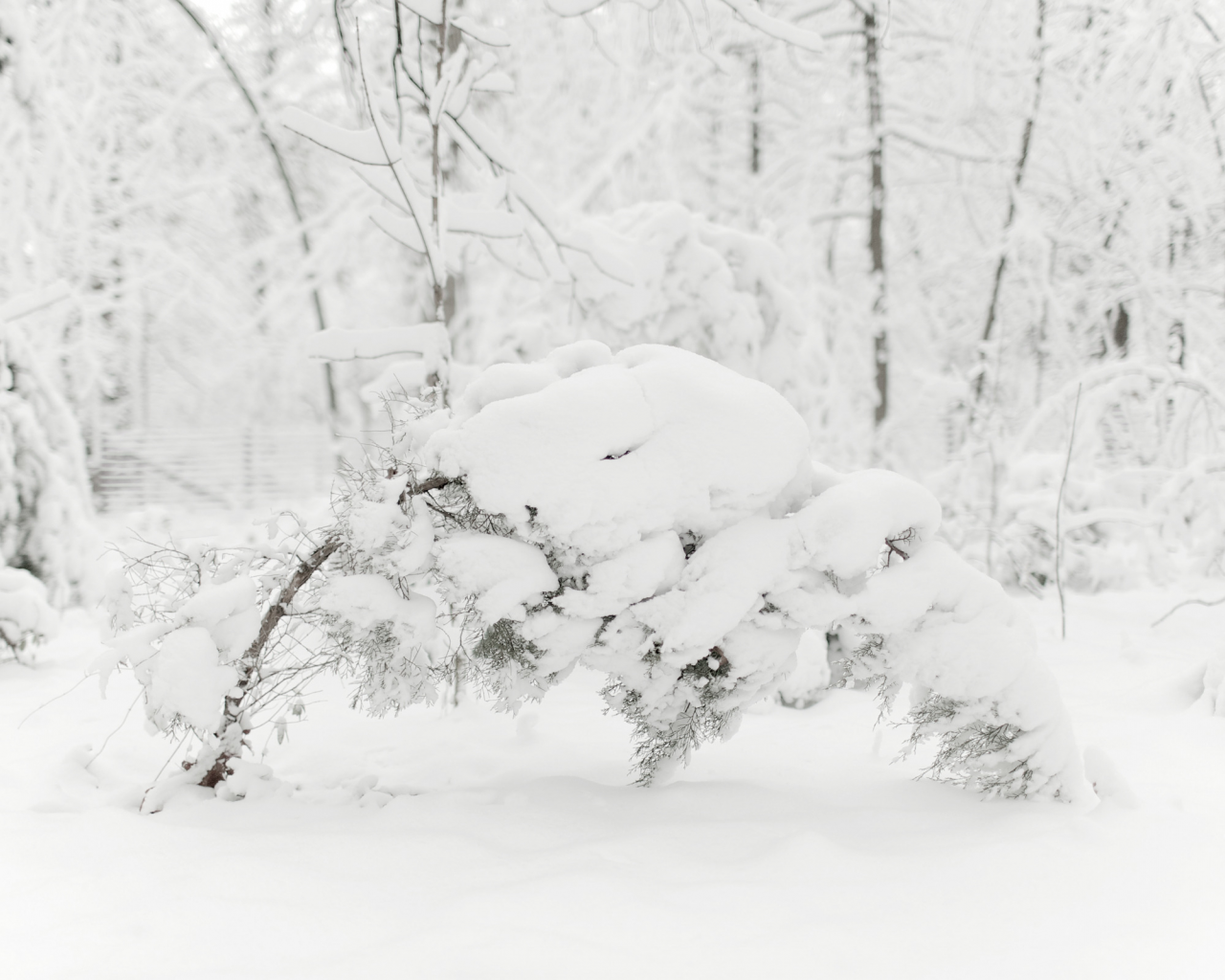 снег, зима, мороз, природа, красивые обои для рабочего стола, холод, деревья, фото, дерево, зимние обои, ветки