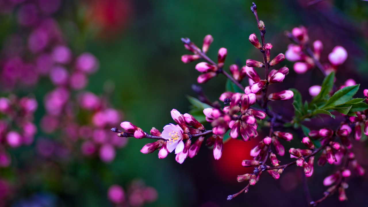 purple spring, asetskaya, весна, ветка