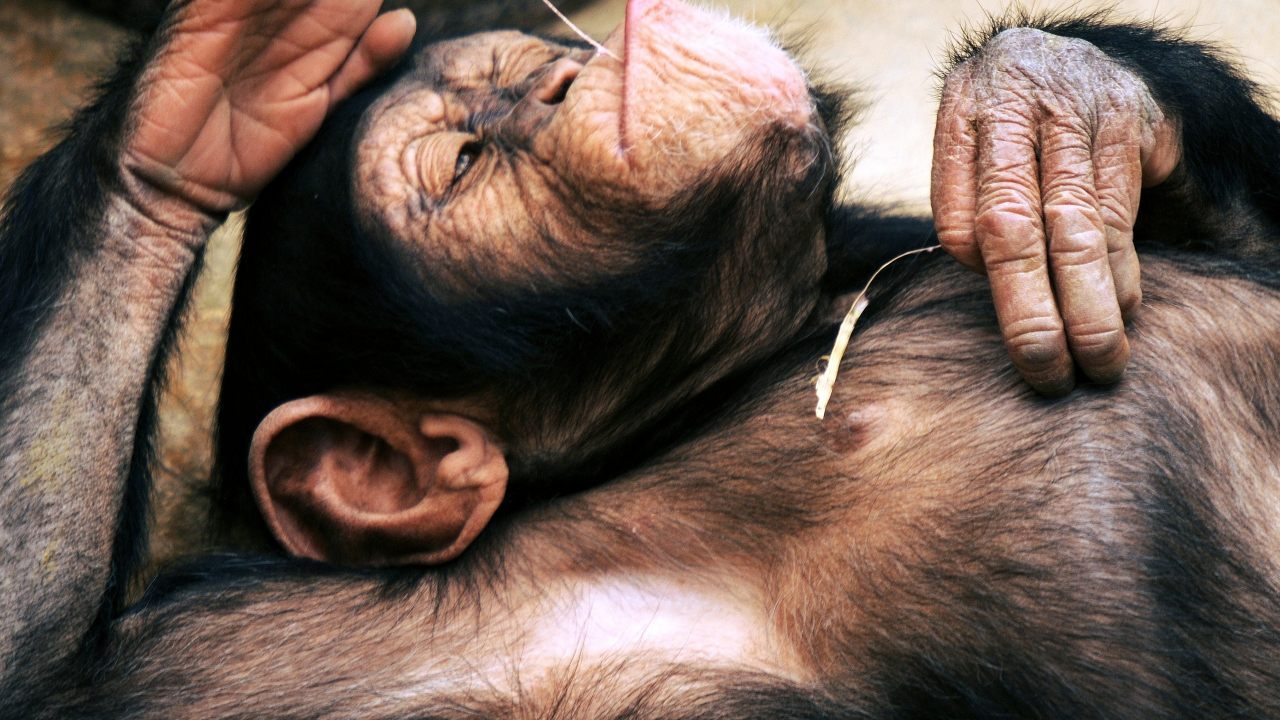 лежит, отдыхает, шимпанзе
