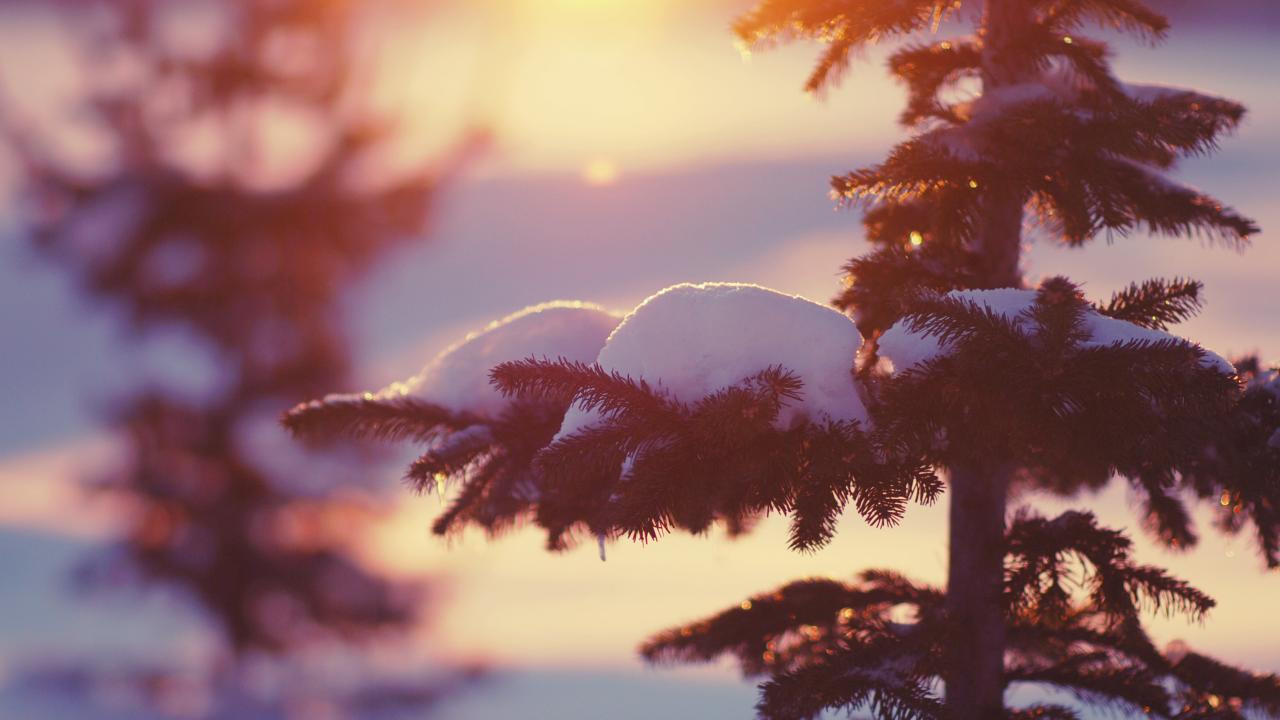 елки, зима, снег, природа, свет