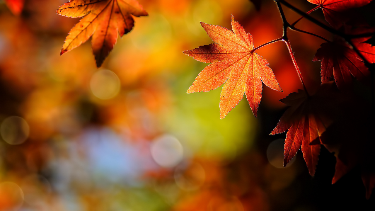 maple, leaf, осень, лист, природа, japanese